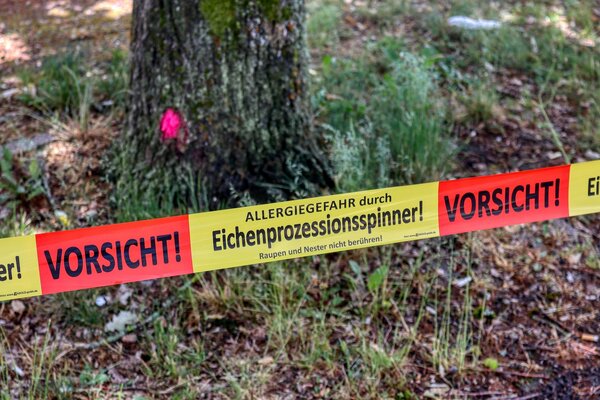 Bild vergr&ouml;&szlig;ern: Absperrung Eichenprozessionsspinner