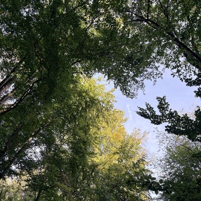 Bild vergr&ouml;&szlig;ern: Waldbegehung (4)