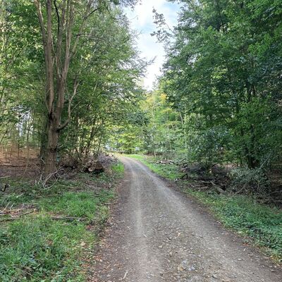 Bild vergr&ouml;&szlig;ern: Waldbegehung (1)